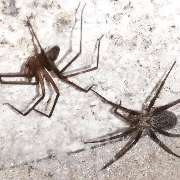 Araña-plaga