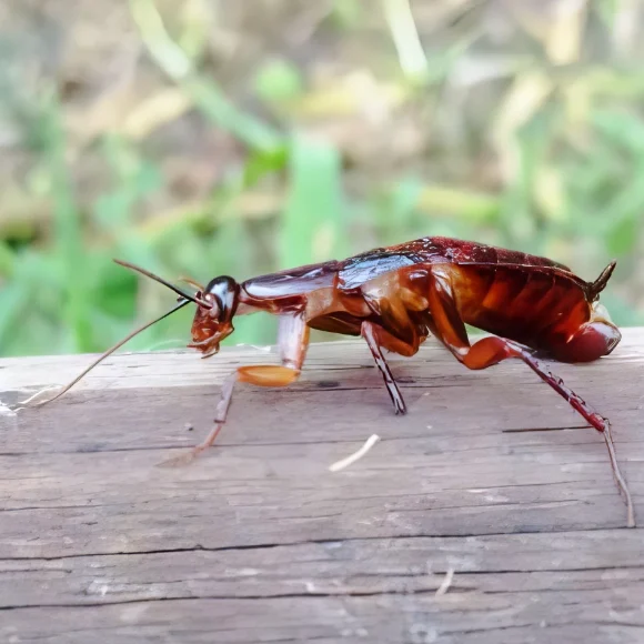 Cucaracha-plaga