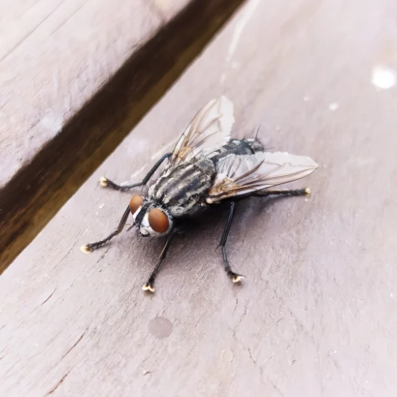 Mosca-plaga