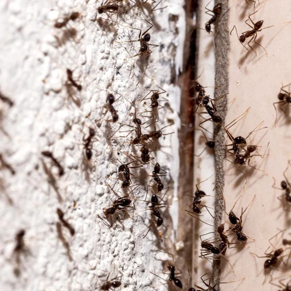 hormigas-plaga
